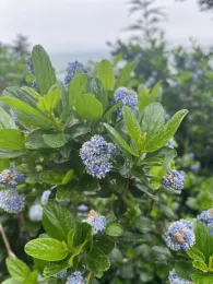 Ceanothus