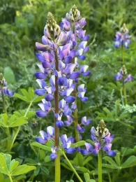 Lupine
