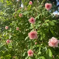 pink rose bush at the Heritage Rose Garden in Amador