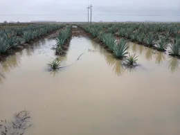 campo de maguey inundado