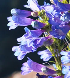 Margarita BOP Penstemon