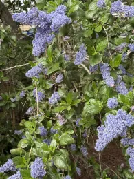 Photo of Ceanothus - California lilac.