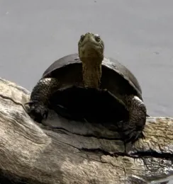 Photo of a western pond turtle.