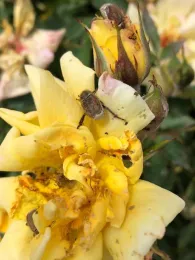 Hoplia beetle on yellow rose, A. Schellman.