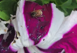 Hoplia on Petunia