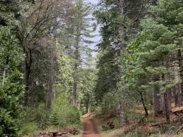 A mixed conifer forest in the Sierra Nevadas.