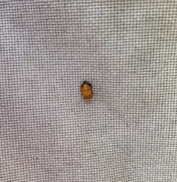 Photo of lady beetle pupa.