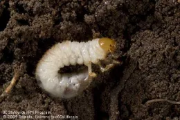 Mature larva of hoplia beetle, J.K.Clark, UC IPM