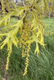 Photo of oak blossoms.