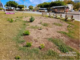 Despite being felled with its stump removed because it was deemed hazardous and unsafe, a Panama redwood tree (Platymiscium pinnatum) has defied expectations by producing over 100 new shoots from its roots over three cutting episodes. It is unlikely that most tropical woody tree species can survive after being levelled to the ground, let alone produce three generations of healthy sprouts. This event showcases the remarkable resilience inherent in the plant kingdom and warrants further investigation.