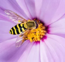 Syrphid flies are garden pollinators