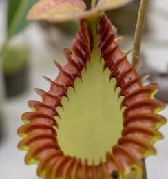 Expert tips on caring for carnivorous plants