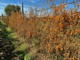 tomates muertos por enfermedad y calor
