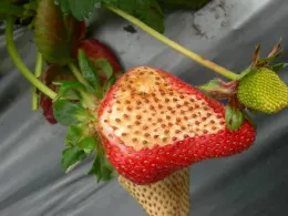 fresa quemada del sol