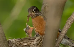 Bird feeding baby