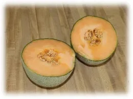 Cantaloupe