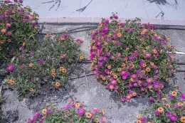 Unpruned plant (left) and pruned plant (right) of Lantana strigocamara ‘Balandrise’ on 1 May 2025 showing the better overall quality and floral display of the latter.