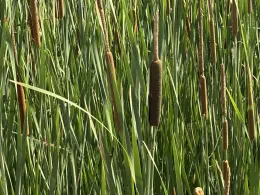 Photo of tules in the wetlands.