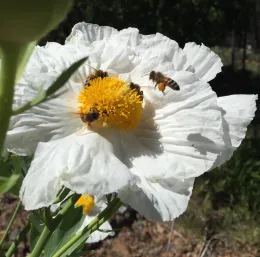 Matilija poppy