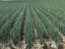 onion field