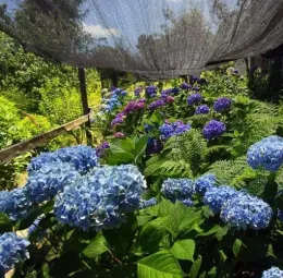 Information on why and how to use shade cloth in your Sonoma County Garden