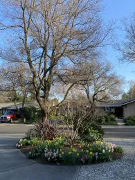 Front yard focal point.