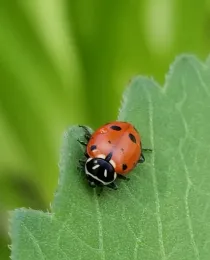 convergent lady beetle