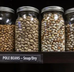 How to harvest and store dried beans