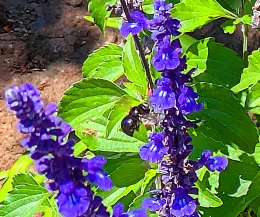 black bee on the blue sage flower
