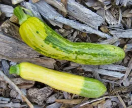 Summer squash Zephyr: Infected (top) and uninfected (bottom), Sacramento Master Gardeners