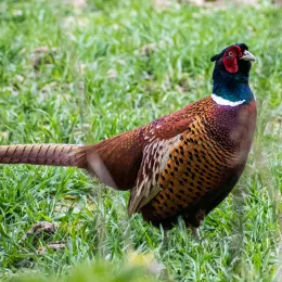 pheasant