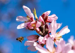 Honeybee on Almond Blossom