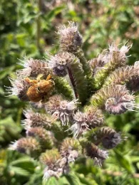 Keystone plant in garden