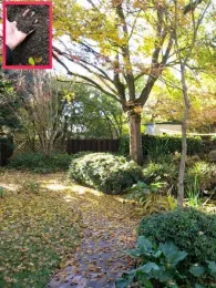 Landscape with soil, leaves and living plants