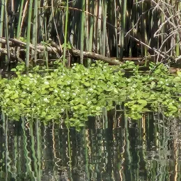 water hyacinth