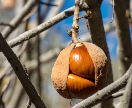 A California Buckeye Nut in Winter
