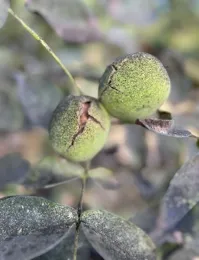 cracked walnuts on a branch with white powder on leaves