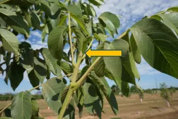 yellow arrow indicates a terminal vegetative bud on walnut