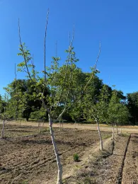 orchard row white trunks and bare branches