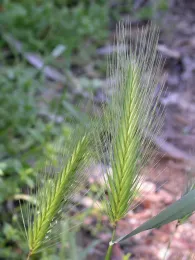 Mouse barley