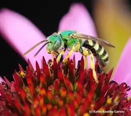 Male Sweat Bee byKathy Keatley Garvey