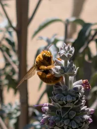 Male carpenter bee, Tara Hoffknecht.