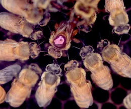 Queen bee and retinue. (Photo by Kathy Keatley Garvey)