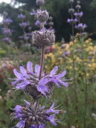 Purple flower stalk of Cleveland sage plant. 