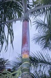 The newly exposed leaf bases of Chrysalidocarpus hamannii are a pleasing and handsome pink to red. © 2025 D. R. Hodel.