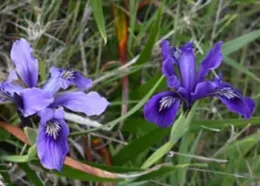 Wild_douglas_iris_by_H.Goudey