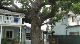 urban valley oak