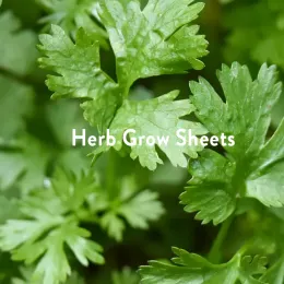 parsley for herb grow sheet page