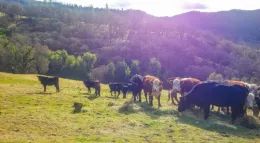 cattle in oaks