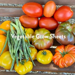 vegetables just harvested